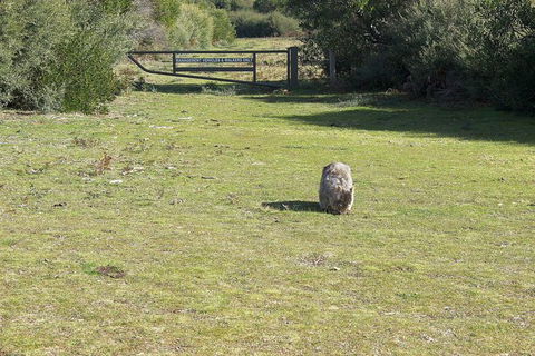 Wilsons Promontory Walking And Sightseeing Tour From Phillip Island - ACT Tourism 9