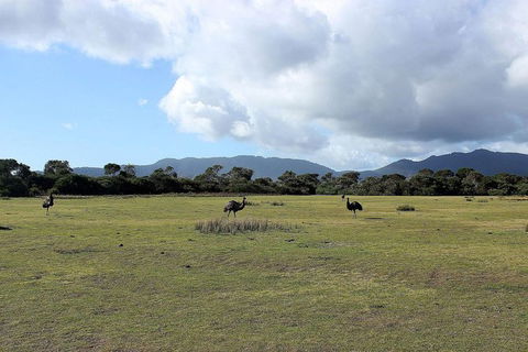 Wilsons Promontory Walking And Sightseeing Tour From Phillip Island - ACT Tourism 8