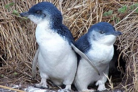 Day Tour Of Phillip Island Nature Parks & Penguins - ACT Tourism 0