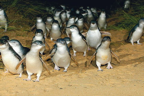 Day Tour Of Phillip Island Nature Parks & Penguins - ACT Tourism 6