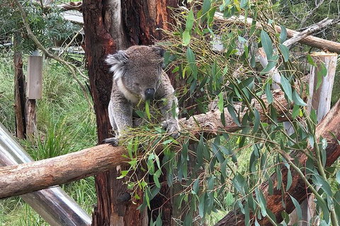 Day Tour Of Phillip Island Nature Parks & Penguins - ACT Tourism 3