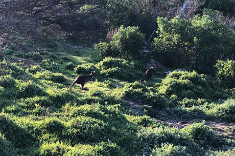 Day Tour Of Phillip Island Nature Parks & Penguins - ACT Tourism 8
