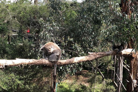 Day Tour Of Phillip Island Nature Parks & Penguins - ACT Tourism 4