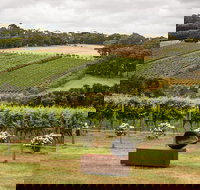 Montalto Vineyard Mornington Peninsula Discovery Wine Tasting and Lunch - ACT Tourism