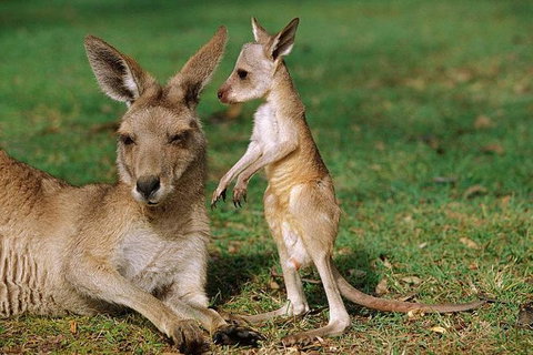 HEALESVILLE SANCTUARY ZOOBUS - MELBOURNE CITY RETURN - ACT Tourism 0