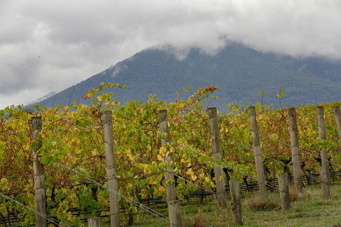 Yarra Valley Public Winery Tours - ACT Tourism 4