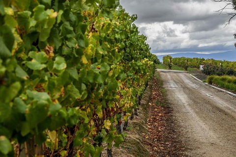 Yarra Valley Public Winery Tours - ACT Tourism 18