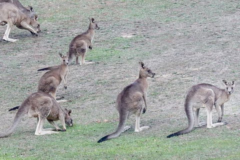 Yarra Valley Public Winery Tours - ACT Tourism 13
