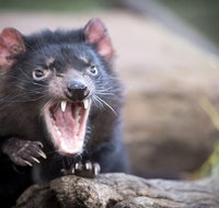 Port Arthur and Tassie Devils Active Day Tour from Hobart - ACT Tourism