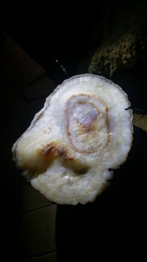 Small-group DayTour From Hobart: Hastings Caves, Huon Valley And Tahune AirWalk - ACT Tourism 6