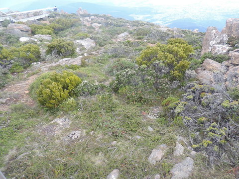 Mt Wellington Tour And MONA Admission - ACT Tourism 8