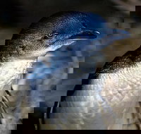 Bonnet Island Experience departing from Strahan - ACT Tourism