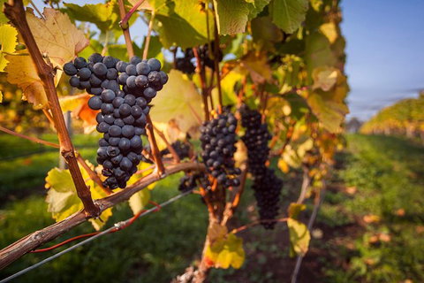 Half Day Tamar Valley Wine Tour - ACT Tourism 0