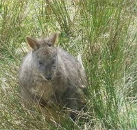 Leven Canyon Day Trip Including Wings Wildlife Park or Gunns Plains Caves from Devonport Ulverstone or Burnie - ACT Tourism