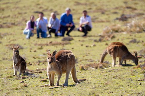 Wineglass Bay And Maria Island Wildlife Scenic Flight From Hobart - ACT Tourism 15