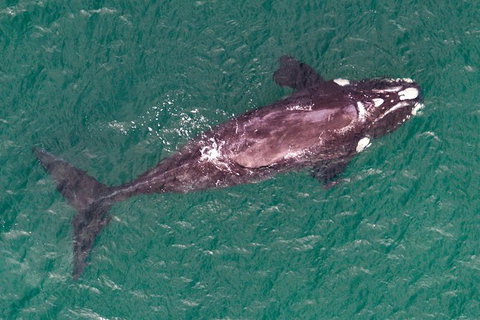 Wineglass Bay And Maria Island Wildlife Scenic Flight From Hobart - ACT Tourism 12