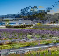 Private Tasman Peninsula Cruise Ship Tour from Port Arthur - ACT Tourism