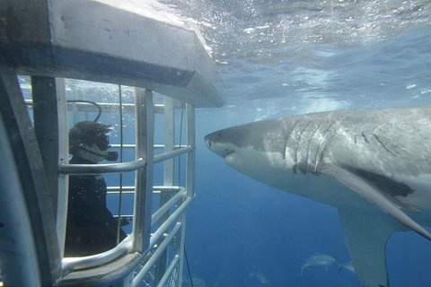 White Shark Tour With Optional Cage Dive From Port Lincoln - ACT Tourism 1