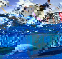 White Shark Tour with Optional Cage Dive from Port Lincoln - ACT Tourism