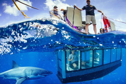 White Shark Tour With Optional Cage Dive From Port Lincoln - ACT Tourism 0