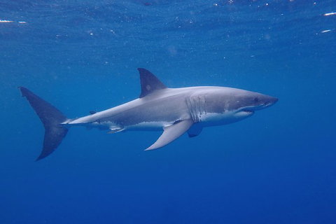 White Shark Tour With Optional Cage Dive From Port Lincoln - ACT Tourism 5