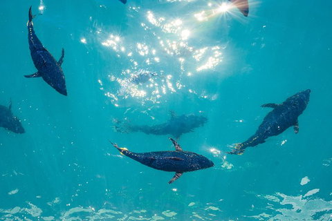 2 Hour Aquarium Tour - ACT Tourism 1