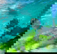 Half-Day Sea Lion Snorkeling Tour from Port Lincoln - ACT Tourism