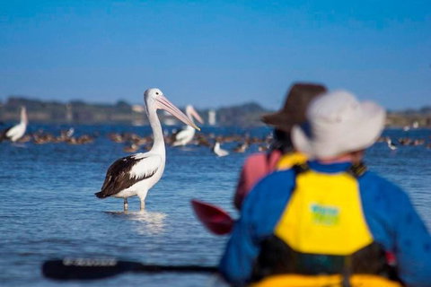 Half-Day Kayaking Tour In Coorong National Park - ACT Tourism 1