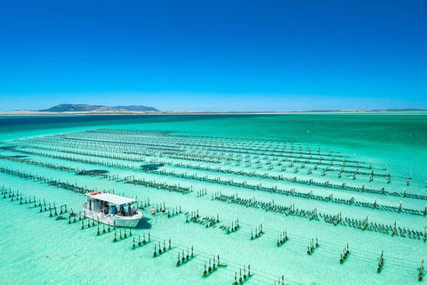 Experience Coffin Bay Short And Sweet Oyster Farm Tour - ACT Tourism 5