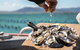 Experience Coffin Bay Oyster Farm And Bay Tour - thumb 9