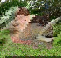 Croc Express to Australia Zoo from Brisbane - ACT Tourism