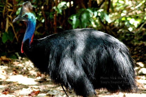 Daintree Rainforest, Cape Tribulation, Mossman Gorge In A Day - ACT Tourism 1