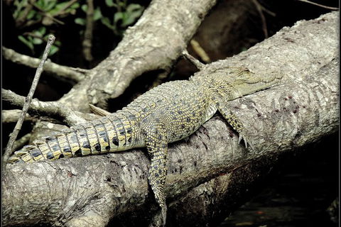 Daintree Rainforest, Cape Tribulation, Mossman Gorge In A Day - ACT Tourism 4