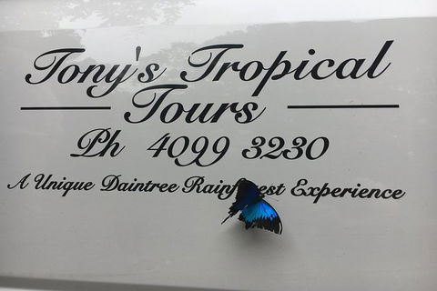 Daintree Rainforest, Cape Tribulation, Mossman Gorge In A Day - ACT Tourism 7