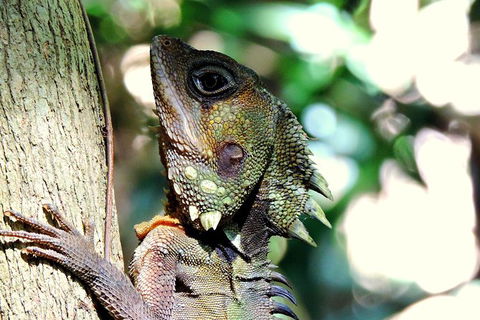 Daintree Rainforest, Cape Tribulation, Mossman Gorge In A Day - ACT Tourism 8