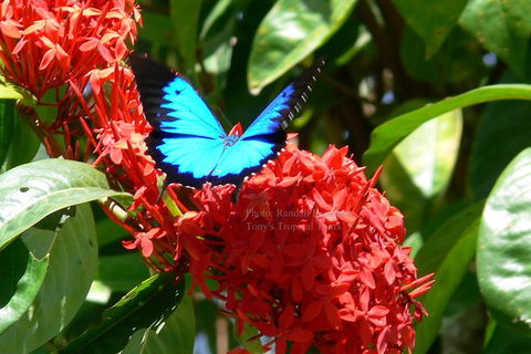 Daintree Rainforest, Cape Tribulation, Mossman Gorge In A Day - ACT Tourism 9