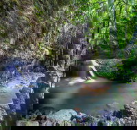 Springbrook andTamborine Rainforest Tour Incl Natural Bridge and Glow Worm Cave - ACT Tourism