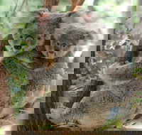 Lone Pine Koala Sanctuary Day Pass - ACT Tourism