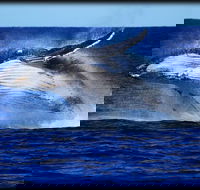 Whale Watching Cruise from Redcliffe Brisbane or the Sunshine Coast - ACT Tourism