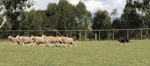 Lone Pine Koala Sanctuary Admission With Brisbane River Cruise - ACT Tourism 14