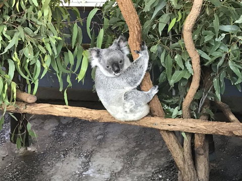 Lone Pine Koala Sanctuary Admission With Brisbane River Cruise - ACT Tourism 21