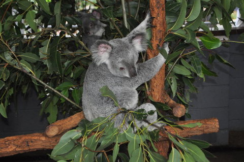 Lone Pine Koala Sanctuary Admission With Brisbane River Cruise - ACT Tourism 6