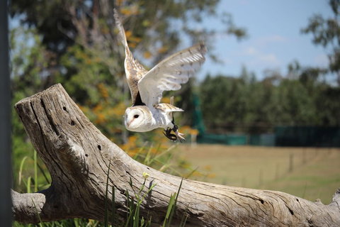 Lone Pine Koala Sanctuary Admission With Brisbane River Cruise - ACT Tourism 25