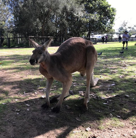 Lone Pine Koala Sanctuary Admission With Brisbane River Cruise - ACT Tourism 15