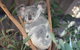 Lone Pine Koala Sanctuary Admission With Brisbane River Cruise - thumb 9