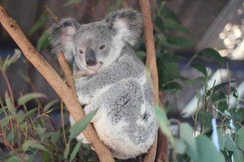 Lone Pine Koala Sanctuary Admission With Brisbane River Cruise - ACT Tourism 9