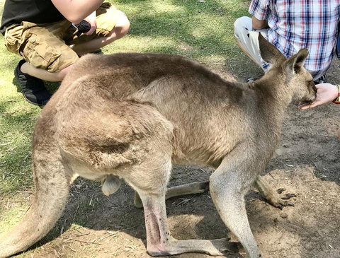 Lone Pine Koala Sanctuary Admission With Brisbane River Cruise - ACT Tourism 19