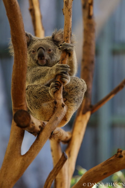 Lone Pine Koala Sanctuary Admission With Brisbane River Cruise - ACT Tourism 24