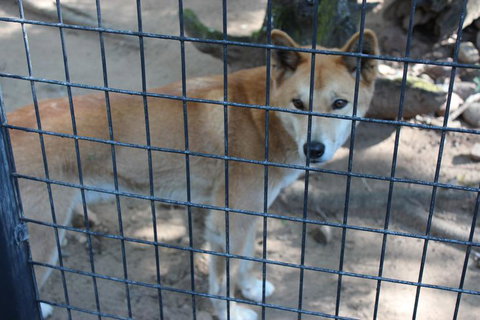 Lone Pine Koala Sanctuary Admission With Brisbane River Cruise - ACT Tourism 10