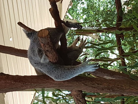 Lone Pine Koala Sanctuary Admission With Brisbane River Cruise - ACT Tourism 2